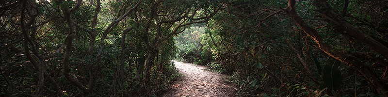 trail in the forest