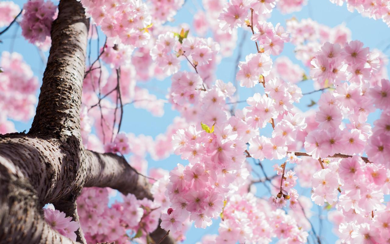 Spring Blossoms